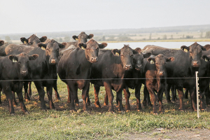 Cattle-or-Cows-Behind-a-Fence-in-a-Field_300x200.jpg