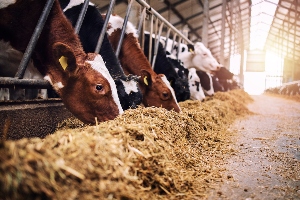 Cows%20feeding%20in%20barn_300x200.jpg