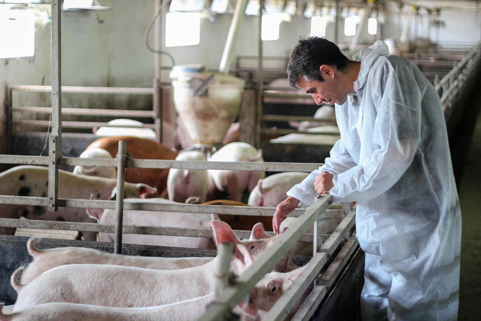 Veterinarian%20with%20pigs.jpeg