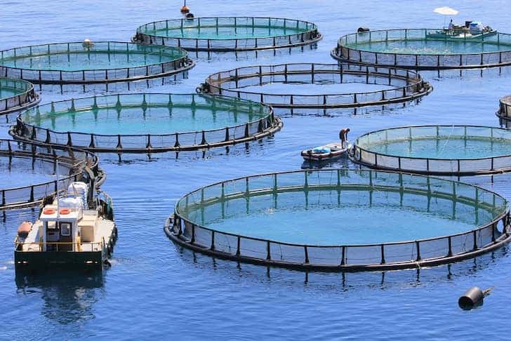 photo-fish-farm-aquaculture.jpg