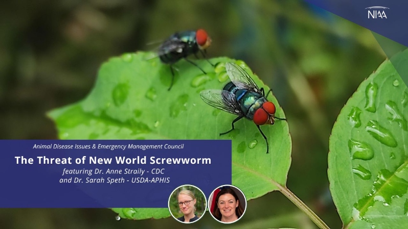 Product Description: July 30, 2025</br></br>The National Institute for Animal Agriculture's Animal Disease Issues & Emergency ManagementCouncil is hosted a webinar in July 2025 to explore the threat of New World Screwworm (NWS) to U.S. livestock and public health. NWS is a devastating pest causing serious, often deadly damage to the animals when larvae burrow into the flesh of the living animal. NWS can infest livestock, pets, wildlife, occasionally birds, and in rare cases, people. There are significant efforts under way to keep the spread of NWS into the U.S. at bay.</br></br>Become a member to access the recording for free.</br> The Threat of New World Screwworm